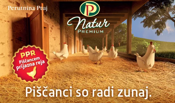 Piščanci so radi zunaj