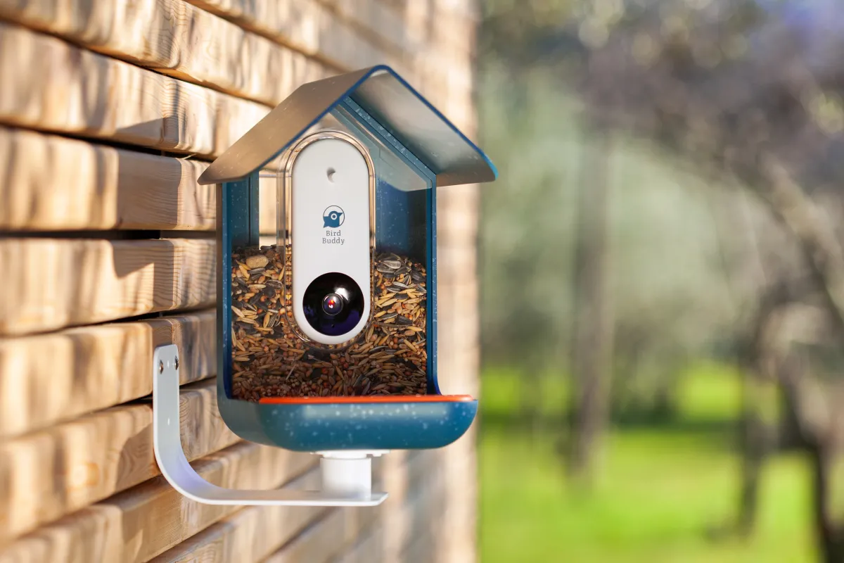 bird buddy