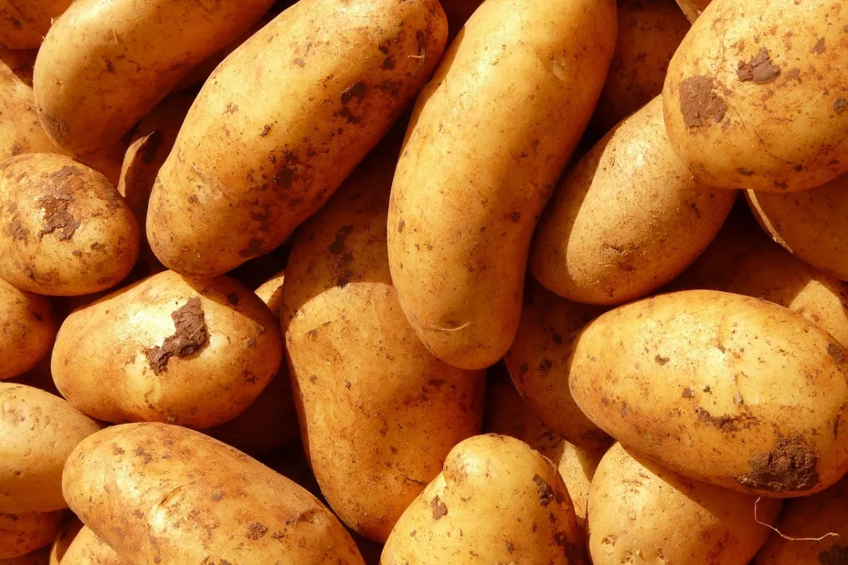 krompirjevih počitnic